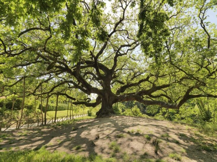 La Quercia delle Streghe di Villa Carrara, a Capannori, in Toscana 
