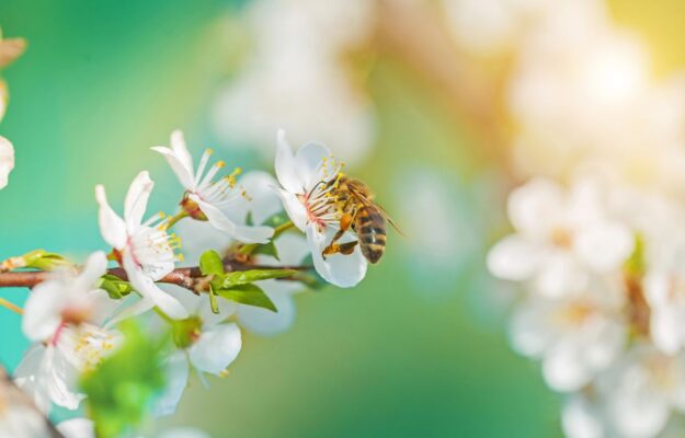 AGRICOLTURA, API, CIBO, COLTURE, GIORNATA MONDIALE DELLE API, Greenpeace, IMPOLLINAZIONE, PESTICIDI, Non Solo Vino