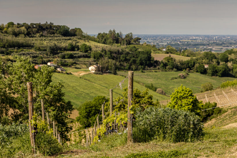 Consorzio Vini di Romagna - Vigneto verso pianura