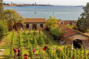 Tra cielo e mare, le vigne a Venezia: da “IsolaLeVignole” al nuovo vino di Santa Margherita