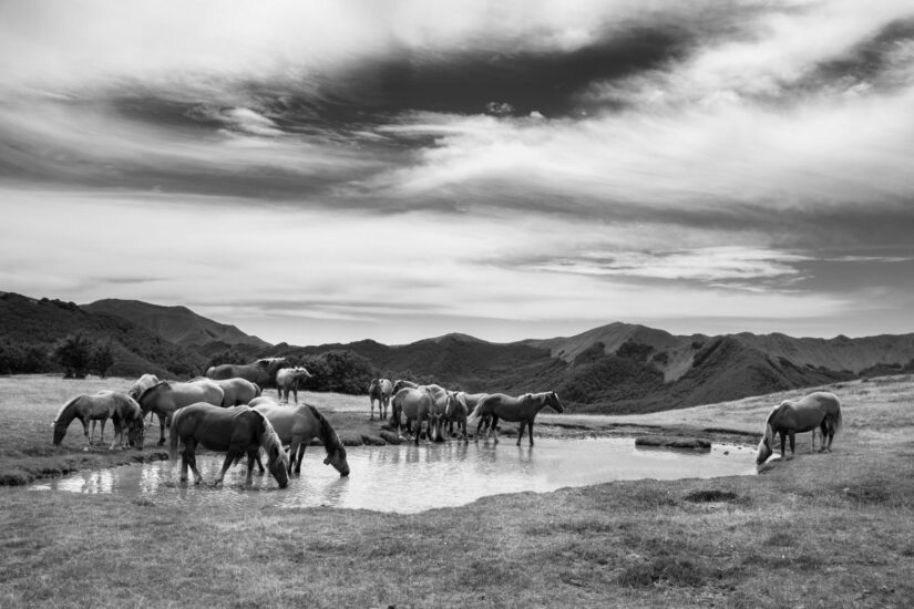 Credit: Donatella Drovandi