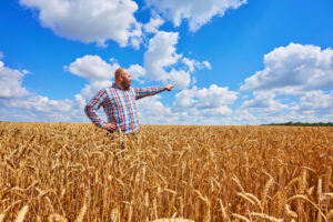 Crolla il grano duro italiano, ma la produzione estera è in crescita: le scorte aumenteranno
