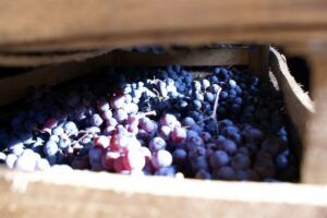 “Forte della sua qualità, per l’Italia del vino è il momento di fare concorrenza ai competitor”