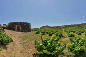 “Giornata Nazionale della Cultura del Vino e dell’Olio”, che uniscono le civiltà del Mediterraneo