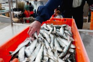 Il 40% dei giovani con un familiare pescatore vuole fare altro. Il lavoro c&rsquo;&egrave;, l&rsquo;appeal no