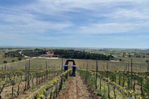Italy’s oldest wine family is looking to the future. Marchesi Antinori is investing in robotics