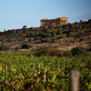 L&rsquo;enoturista che arriva in Sicilia? Straniero, sui 50 anni, non per forza esperto di vino ma curioso