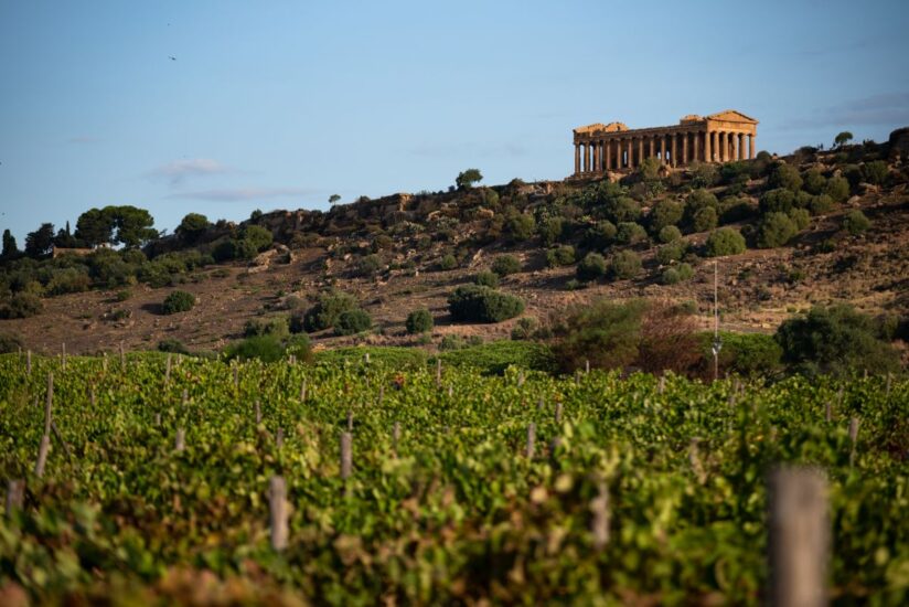 La Valle dei Templi di Agrigento circondata dai vigneti 