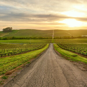 Vino & serie Tv, la Napa Valley torna protagonista con &ldquo;Uncorked&rdquo;, il dramedy firmato Netflix