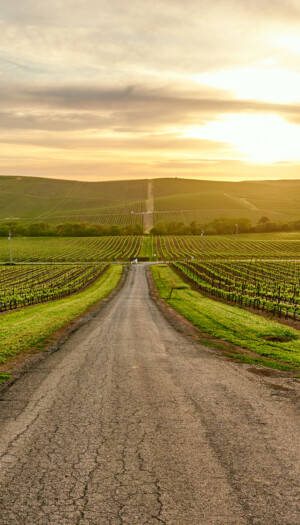 Vino & serie Tv, la Napa Valley torna protagonista con &ldquo;Uncorked&rdquo;, il dramedy firmato Netflix