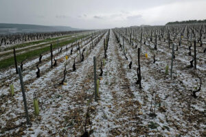 Chablis devastata dalla grandine, perdite di produzione tra l’80% ed il 100% su metà del vigneto