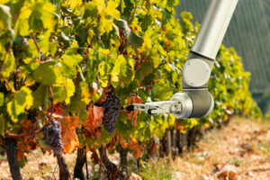 La Francia del vino “mette la freccia” e guarda all’Intelligenza Artificiale: “serve adattarsi” La Francia del vino “mette la freccia” e guarda all’Intelligenza Artificiale: “serve adattarsi”