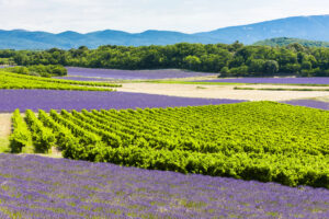 Quanti ettari di vigna espiantare in Francia? Il Governo lo chiede ai viticoltori, on line