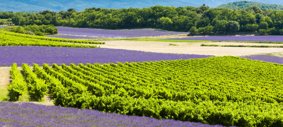 Quanti ettari di vigna espiantare in Francia? Il Governo lo chiede ai viticoltori, on line