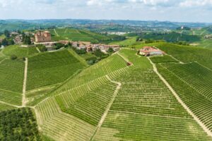 Barolo, il mercato tiene. E tra ricerca e charity, si guarda a “Barolo en Primeur” (25 ottobre 2024)