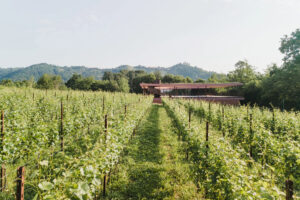“Premio Italiano di Architettura” 2024 alla cantina d’autore Ceresé nelle “terre dei promessi sposi”