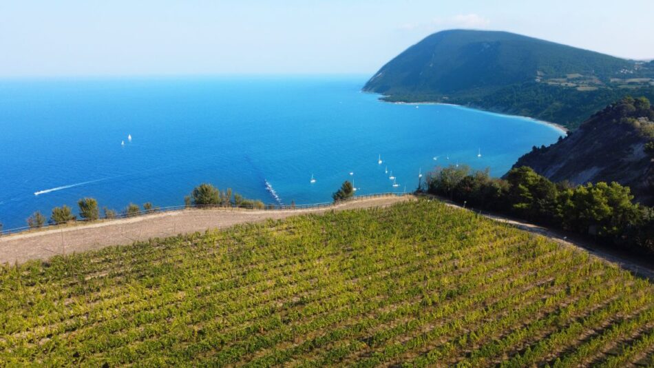 I vigneti con vista sul Conero