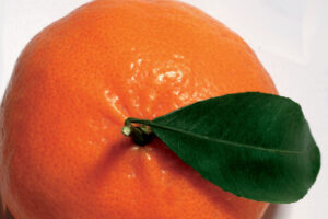 Consorzio, Mandarino Tardivo di Ciaculli Presidio Slow Food