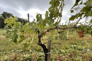 Da Bordeaux al Beaujolais, la Francia del vino in ginocchio per la grandine: gravi danni alle vigne