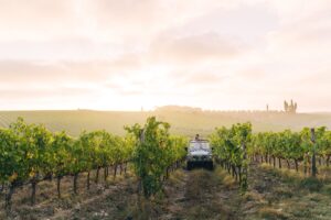 A settembre 8,5 milioni di italiani in vacanza, nei territori del vino in vendemmia A settembre 8,5 milioni di italiani in vacanza, nei territori del vino in vendemmia