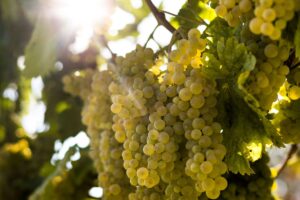 Verdicchio: chi era e chi è