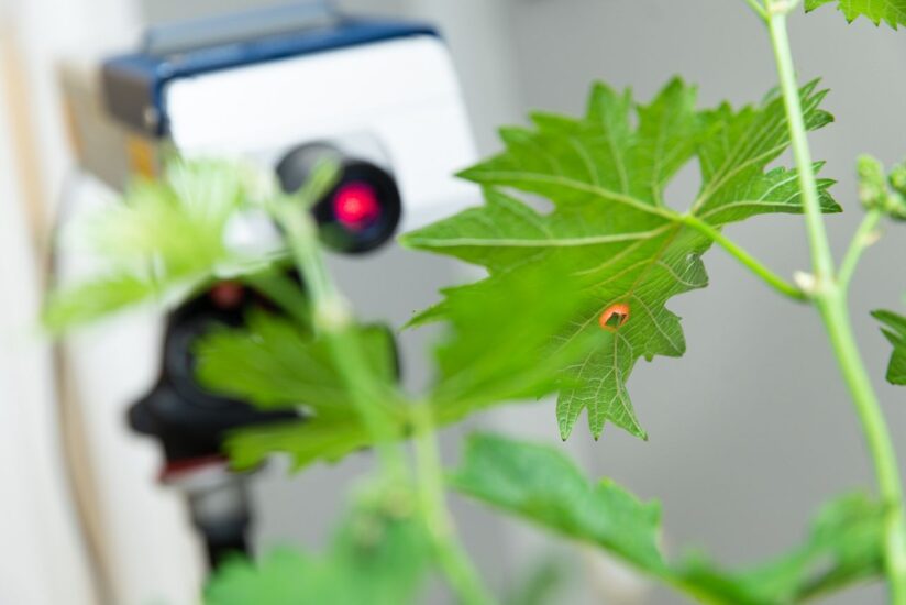 Insetti: la comunicazione è chimica, ma anche “meccanica”