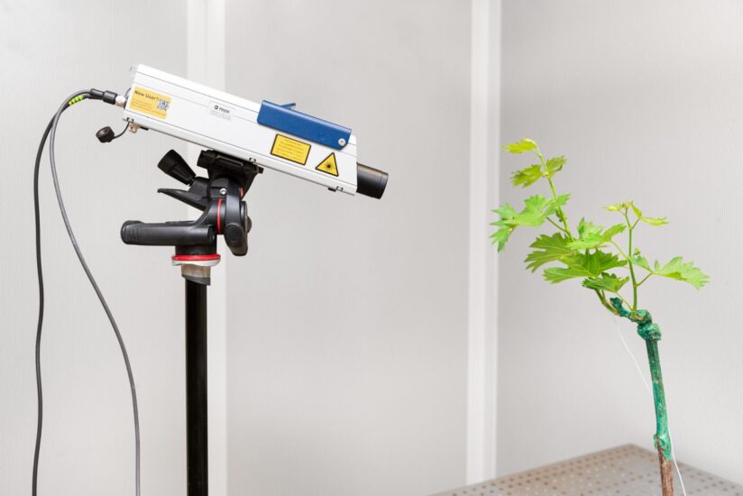 Insetti: la comunicazione è chimica, ma anche “meccanica”