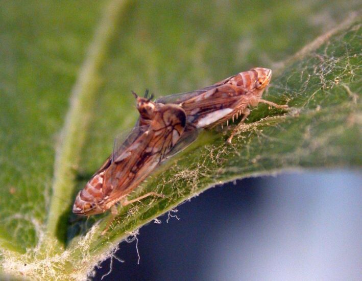 Insetti: la comunicazione è chimica, ma anche “meccanica”