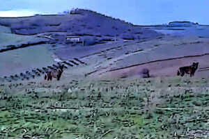 I lupi diventano “sentinelle” delle vigne scacciando cinghiali e ungulati. Dove ? Nelle Tenute del Cerro