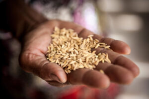 Ismea pubblica i costi medi di produzione del grano duro italiano: 302-318 euro a tonnellata Ismea pubblica i costi medi di produzione del grano duro italiano: 302-318 euro a tonnellata