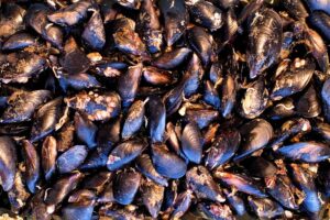 Riscaldamento, siccit&agrave; e pesca illegale: i Pres&igrave;di Slow Food si fermano per salvare il mare