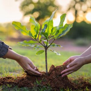 Rigenerazione in corso su 252 milioni di ettari, ma serve accelerare sul ripristino degli ecosistemi