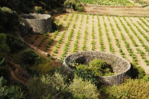 Paesaggi rurali, se l&rsquo;Unesco riconosce il &ldquo;valore universale&rdquo;, la Fao &ldquo;considera quello agricolo&rdquo;