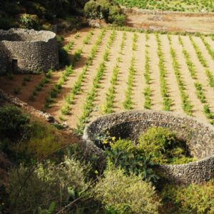 Paesaggi rurali, se l&rsquo;Unesco riconosce il &ldquo;valore universale&rdquo;, la Fao &ldquo;considera quello agricolo&rdquo;