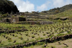 La vite ad alberello di Pantelleria celebra 10 anni dal riconoscimento come Patrimonio Unesco