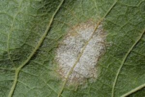 A Bordeaux torna “l’incubo” della peronospora: e c’è chi pensa di abbandonare il biologico