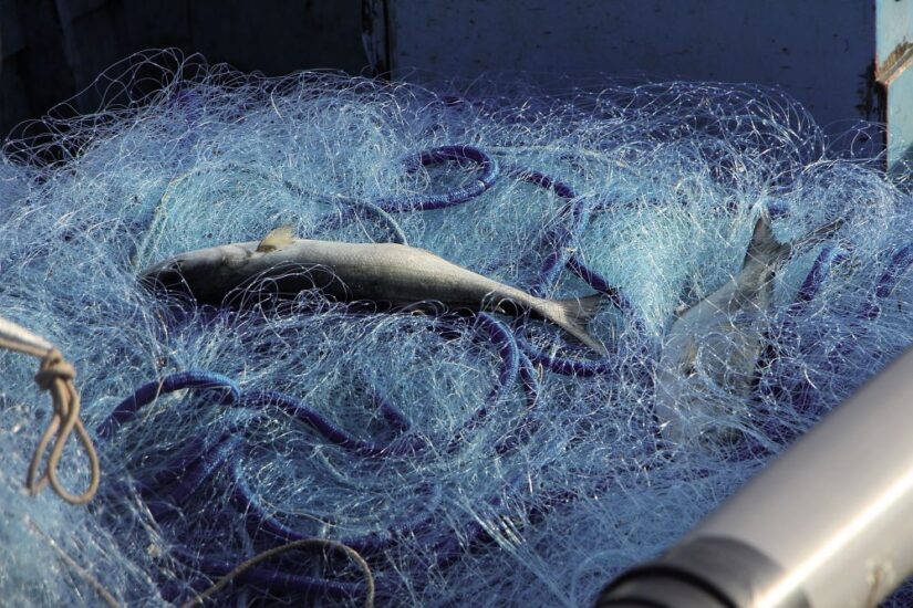 Credit: Marco Marangoni 