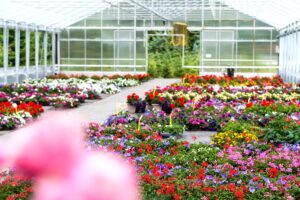 È record di arrivi di piante e fiori stranieri in Italia, che favoriscono la concorrenza sleale È record di arrivi di piante e fiori stranieri in Italia, che favoriscono la concorrenza sleale