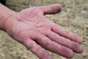 Siccità in Sicilia, l’allarme della Cia: “campi spogli e decine di aziende a rischio chiusura”