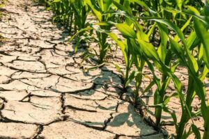 Lavoro perso, produzioni a rischio, stress idrico elevato: la siccità piega l’agricoltura italiana