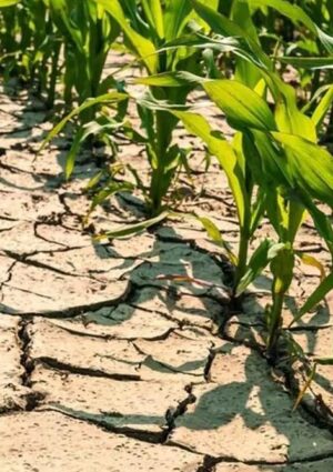 Caldo e siccit&agrave; mettono in ginocchio i campi: mais, frutta e foraggi con perdite fino al 30%