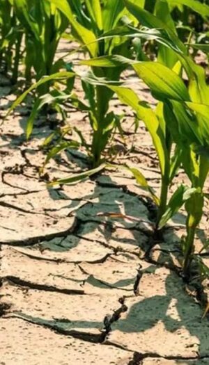 Caldo e siccit&agrave; mettono in ginocchio i campi: mais, frutta e foraggi con perdite fino al 30%