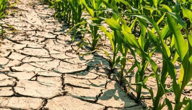 Caldo e siccit&agrave; mettono in ginocchio i campi: mais, frutta e foraggi con perdite fino al 30%