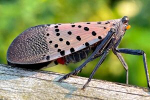 Un’invasione di insetti originari dell’Asia minaccia la viticoltura della California