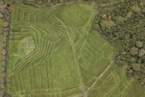 “Volcanic Wine Awards”, Italy stands out due to Etna. Tasca d’Almerita and Passopisciaro at the top