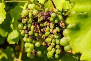 Il clima danneggia l’agricoltura, il vino soffre più di tutti: la produzione in volume segna -17,4%