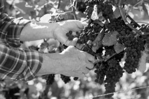 Appaltare a servizi esterni la “semplice” vendemmia manuale è illecito. Il caso in Francia