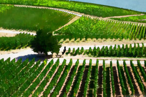 Francia, i vigneti da estirpare sarebbero sui 50-60.000 ettari, e non 100.000