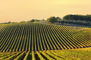 Mediobanca: sales (+2.6%) and exports (+3%) will increase in 2024 for Italian wine bigwigs