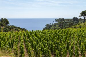 Il vino sinonimo di riscatto per i detenuti, che, nella vigna di Gorgona, coltivano il futuro